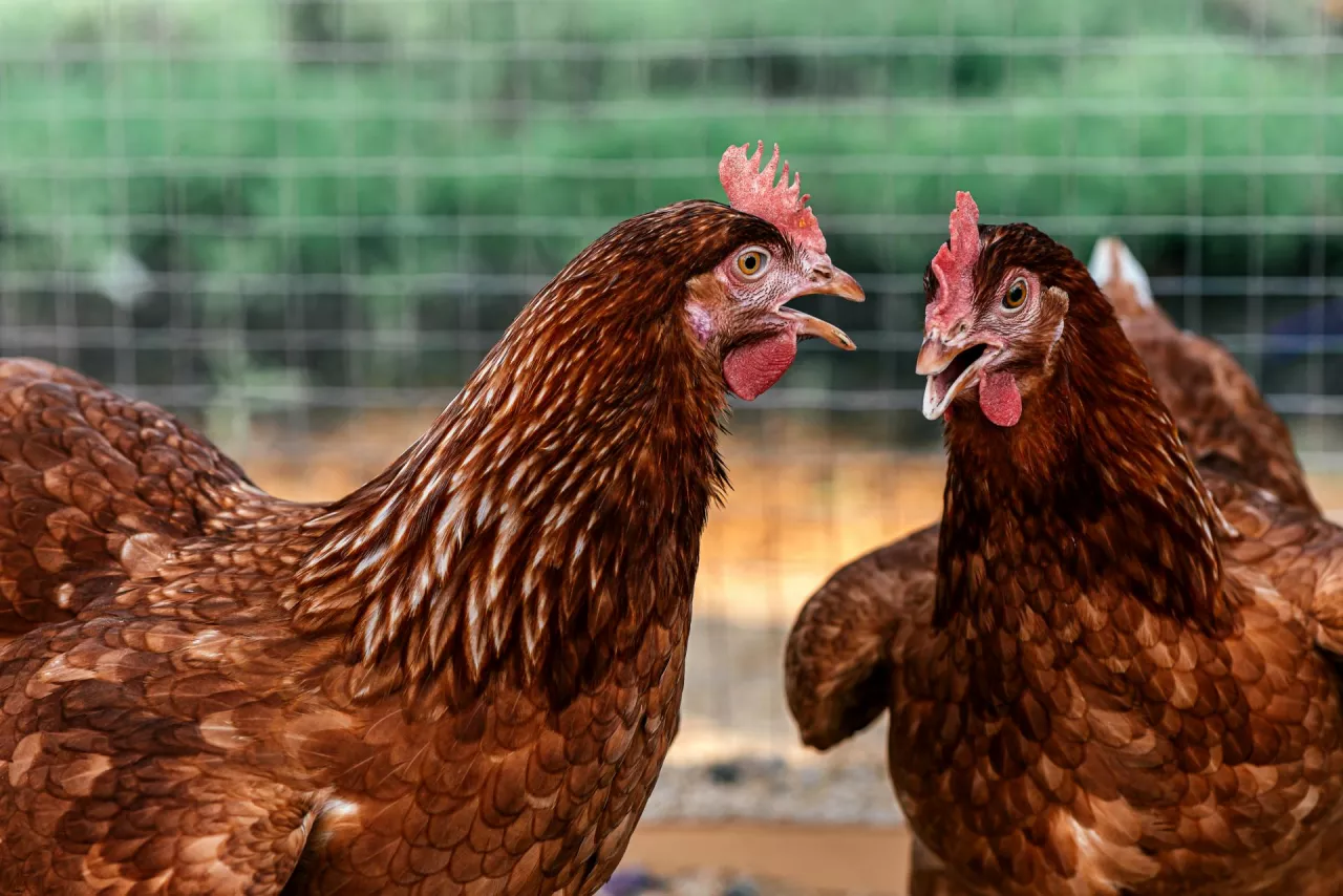 Best eggs were made here. Close up of two hens in a farmyard (Gallus gallus domesticus). Organic farming, animal rights, back to nature concept. Horizontal shot.