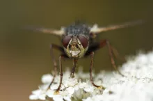 Tachina fera fly in its natural habitat in Denmark