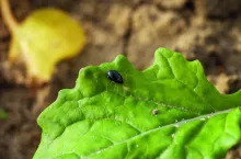 Siew współrzędny może zmniejszyć presję szkodników, takich jak pchełka rzepakowa, ale efekt jest nieporównywalny z insektycydami.