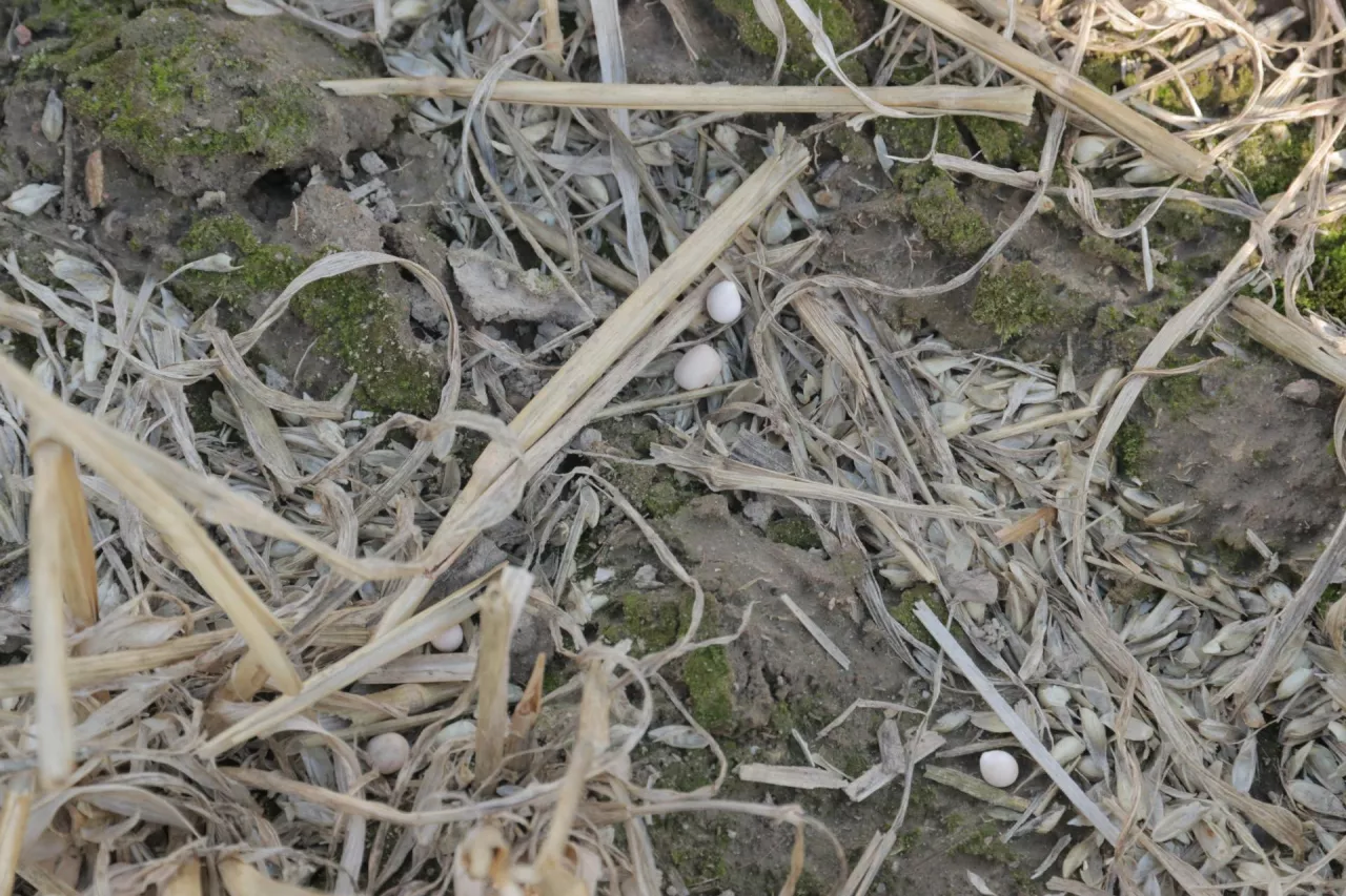 Dostarczana glebie materia organiczna z międzyplonu ogranicza skutki suszy.