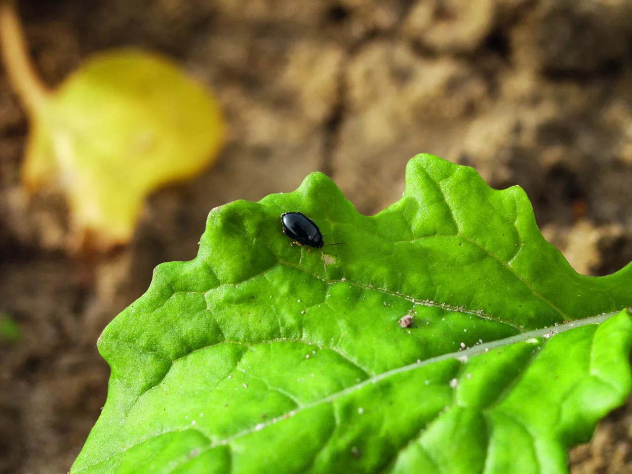 Siew współrzędny może zmniejszyć presję szkodników, takich jak pchełka rzepakowa, ale efekt jest nieporównywalny z insektycydami.