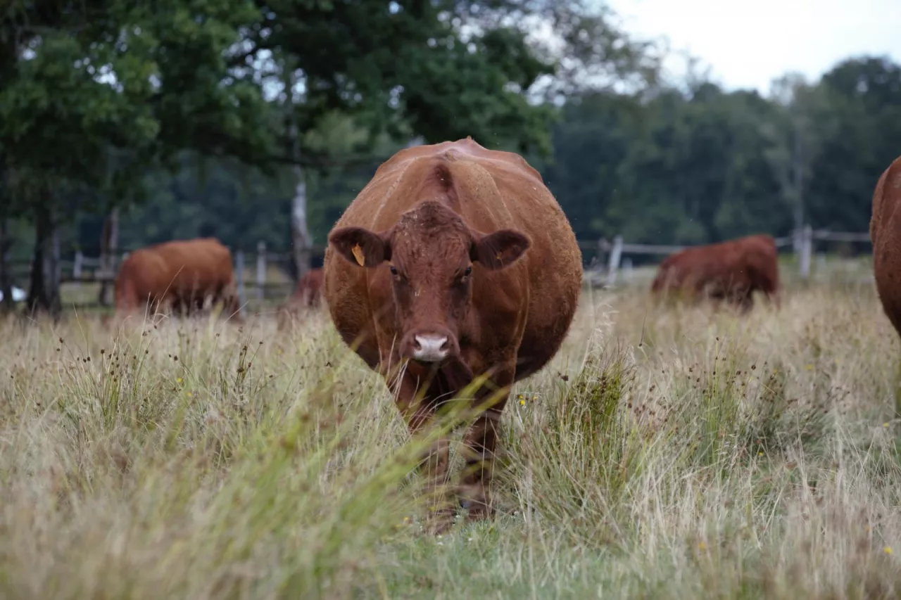 Biopaliwo z odpadów zwierzęcych? JBS stawia na innowacje