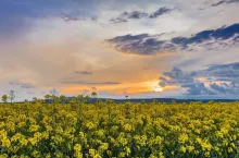 sunset over a field of oilseed rape, Romania