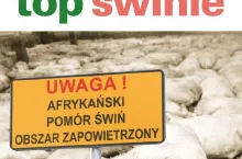 okładka świnie 9/2024