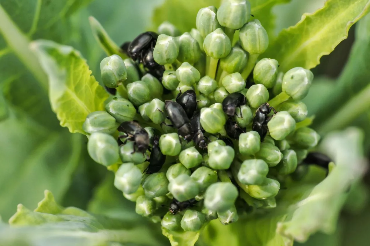 słodyszek rzepakowy koniec marca 2024