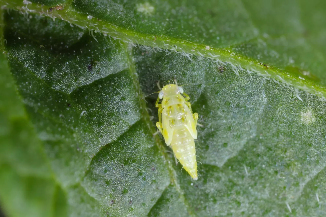 Skoczki atakują! Buraki i ziemniaki zagrożone podwójną infekcją
