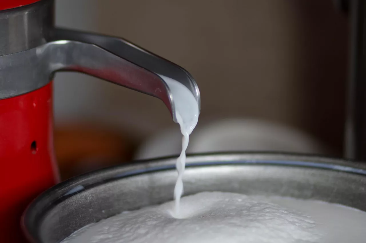 Wirowane mleko od chorej krowy: zmowa milczenia wokół problemu