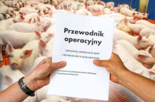 Uśmiercanie świń z konieczności - kto i w jaki sposób może skrócić cierpienia zwierząt?