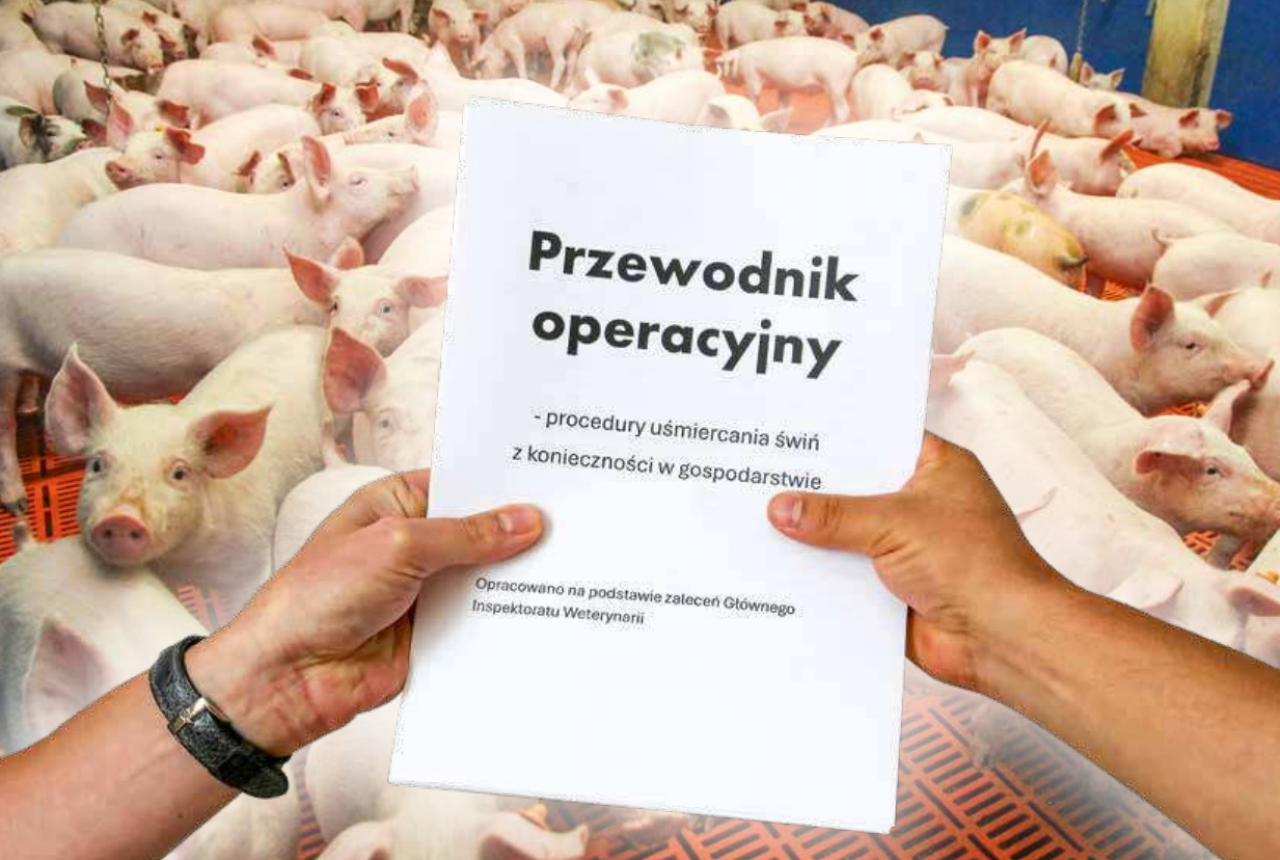 Uśmiercanie świń z konieczności - kto i w jaki sposób może skrócić cierpienia zwierząt?