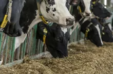 Ze względu na specyfikę przemian w żwaczu krowom powinno podawać się tylko tłuszcze chronione. Stosując dodatki tłuszczowe dla krów w laktacji można spodziewać się 15-proc. zmniejszenia emisji metanu.