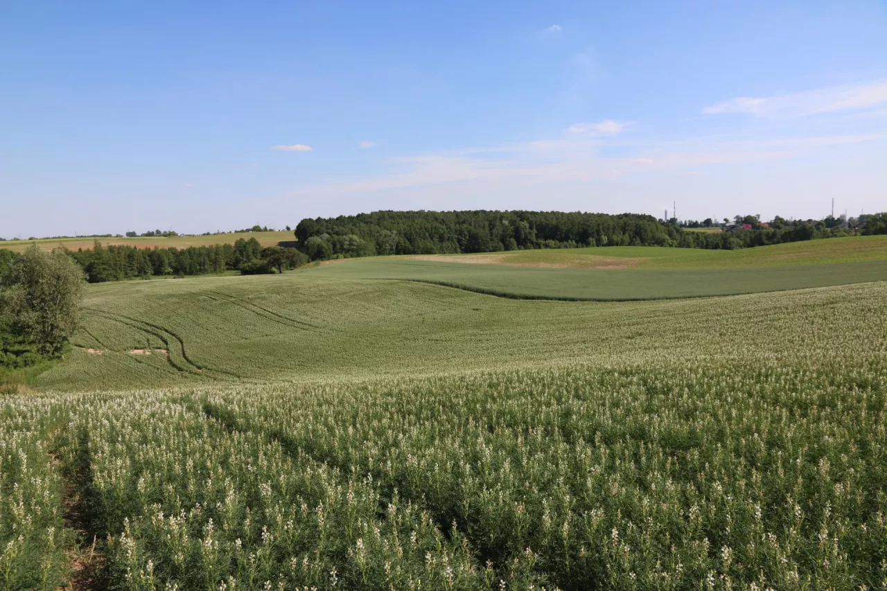 Umowa dzierżawy gruntu rolnego: jaki podatek od przychodów?