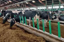 System Flex Air Stall firmy Cow-Welfare – złoty medal targów EuroTier