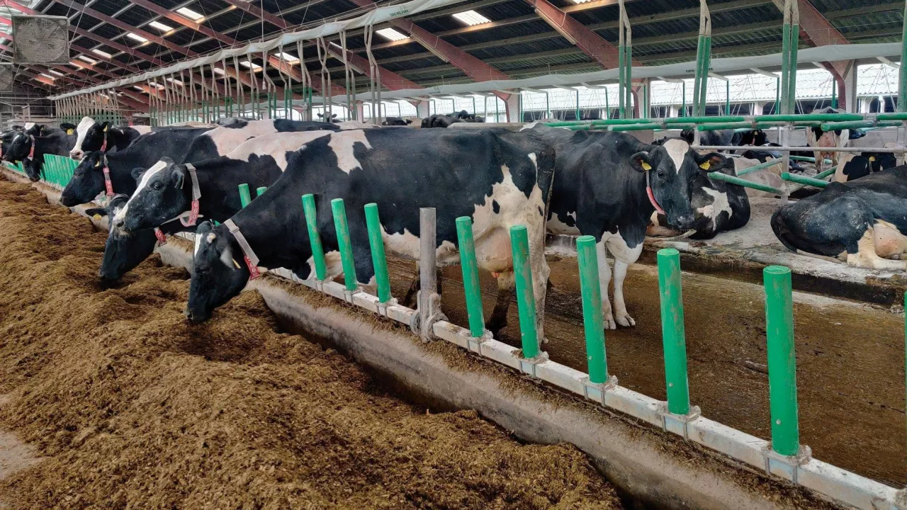 System Flex Air Stall firmy Cow-Welfare – złoty medal targów EuroTier