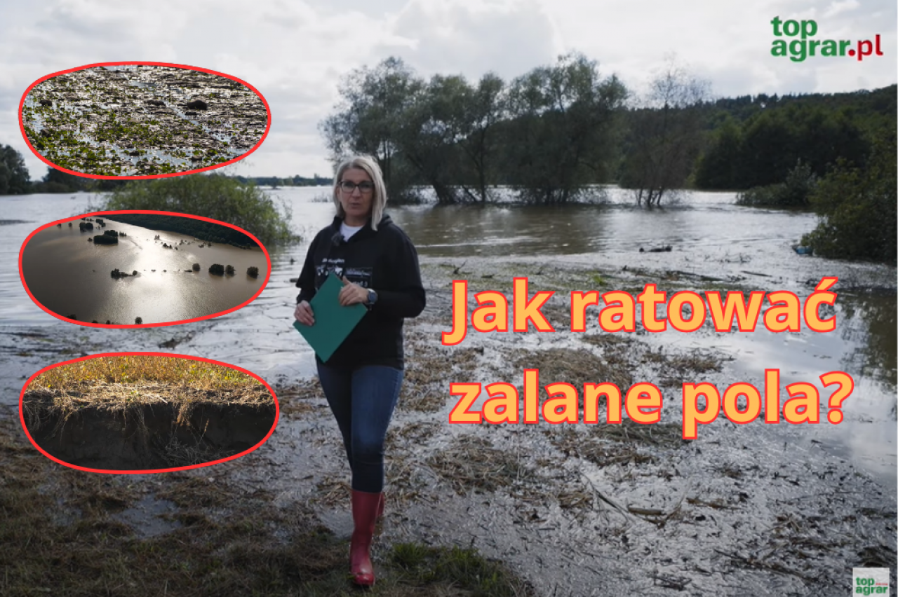 Jak ratować pola po powodzi? Pogotowie polowe TAP