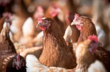 Grypa ptaków H5N1 atakuje Niemcy: czy Polska będzie następna?