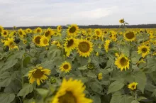 Plantacja słonecznika w pełni kwitnienia