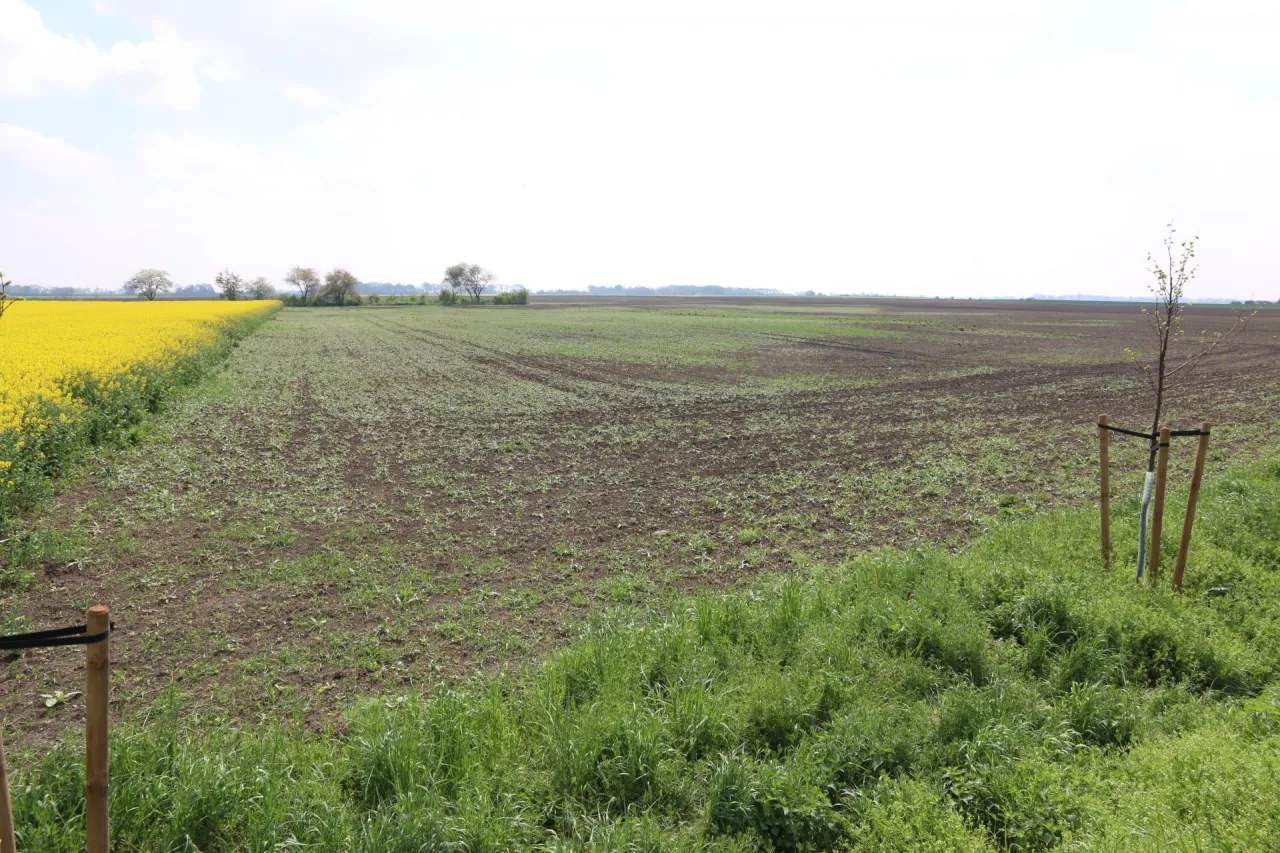 Mąż kupił ziemię rolną w tajemnicy przed żoną. Do kogo należą grunty po rozwodzie?