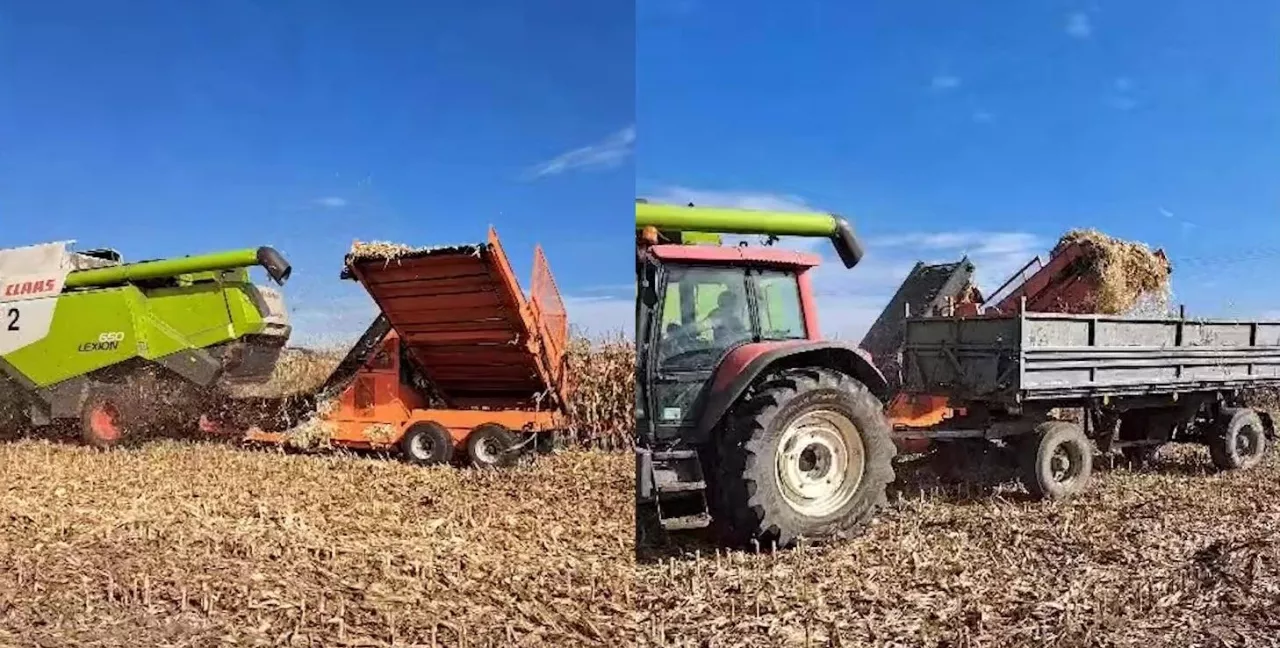 Power Maize maszyna do zbioru osadek