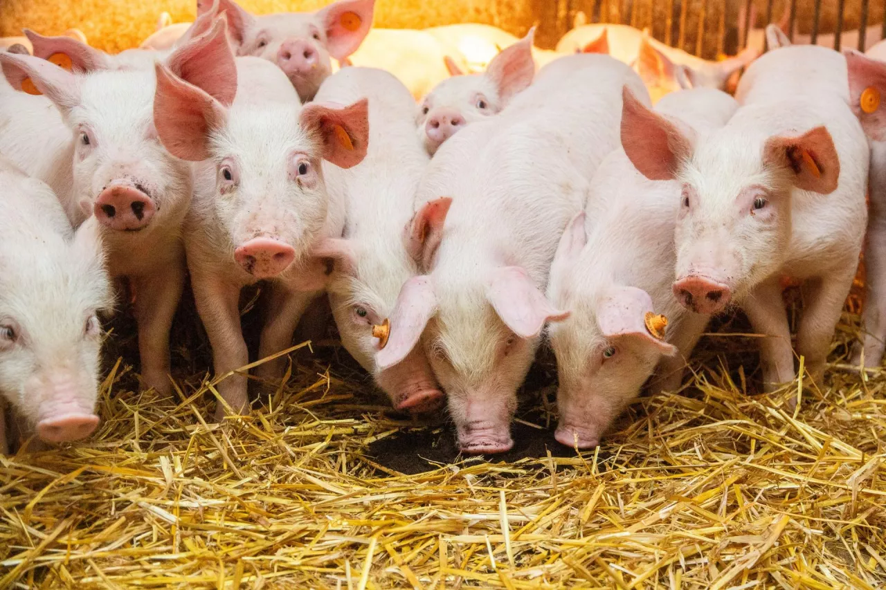 Hodowcy i lekarze weterynarii są odpowiedzialni za dobrostan zwierząt gospodarskich, jednak coraz bardziej wrażliwe, ale też pretensjonalne społeczeństwo zaczyna dyktować, jaki kształt ma mieć hodowla zwierząt w Europie.