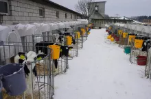 Jaki wpływ ma ilość podanej siary z reakcją cieląt na zimno?