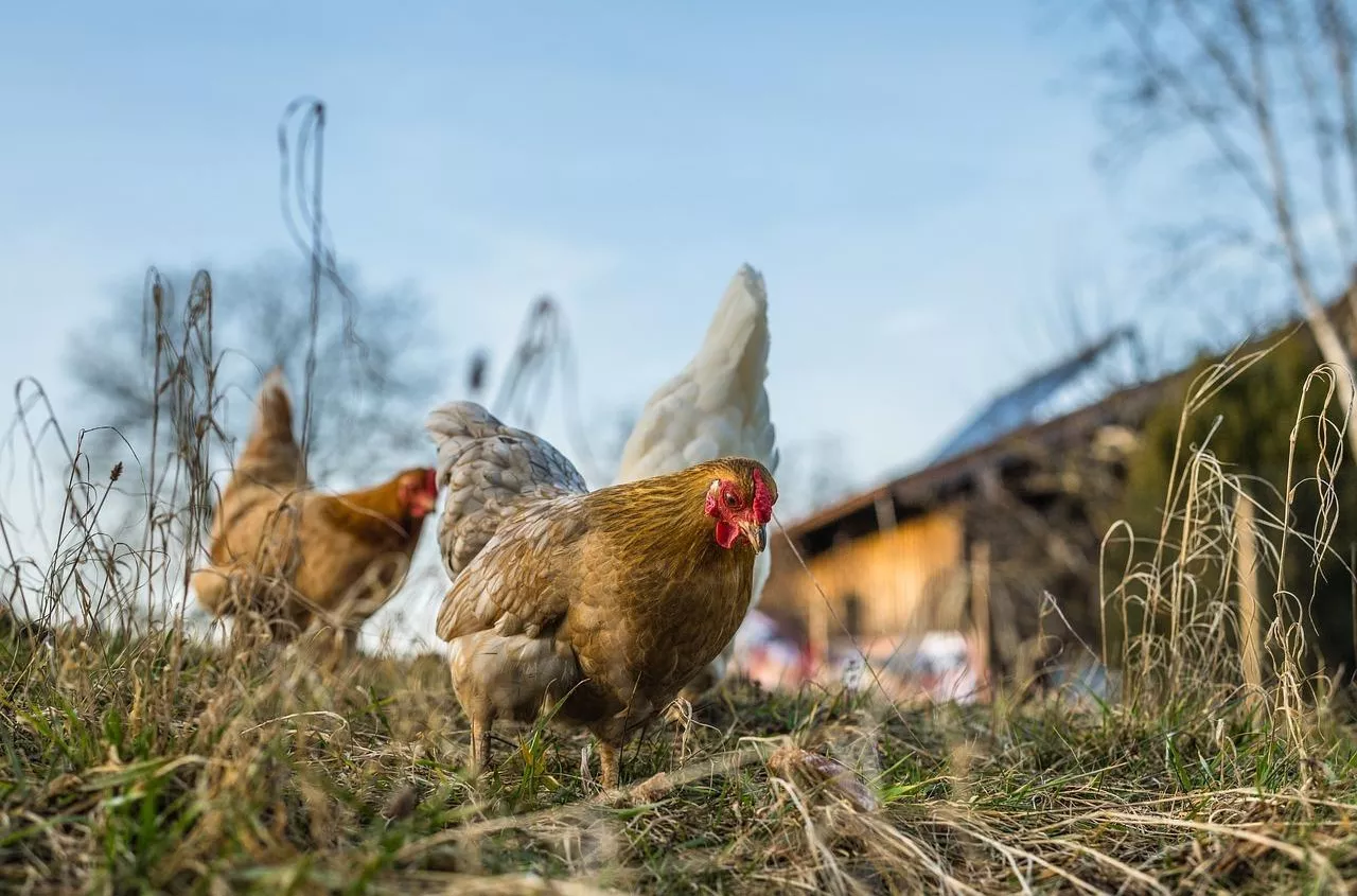 Sunt produsele agricole din Ucraina ieftine și problematice? România introduce licențierea