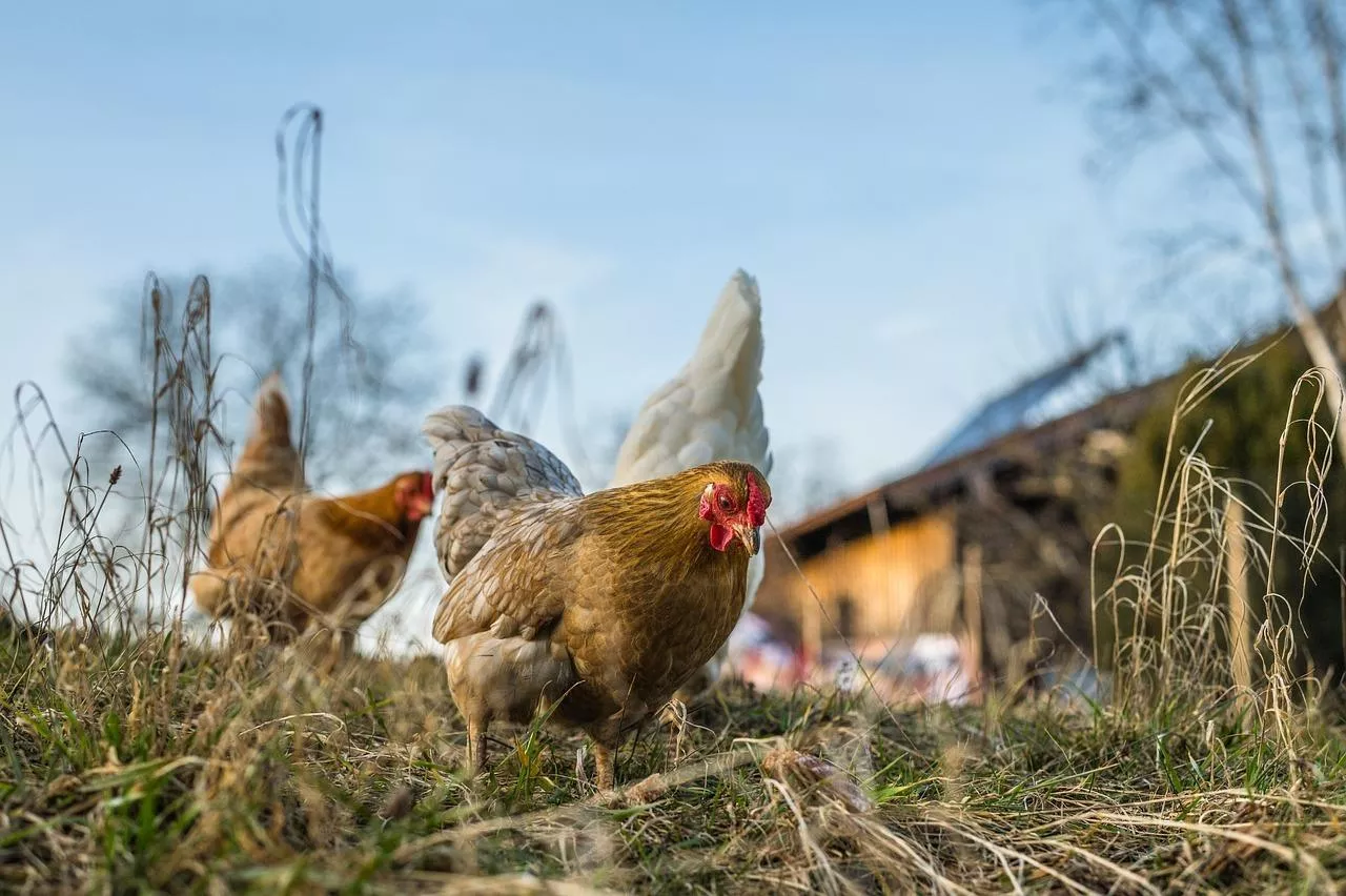 Ukraińskie produkty tanie, ale problematyczne? Rumunia wprowadza licencje