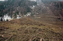 Prezes Z.M. Biernacki: tony papieru, tomy analiz, a za prawo o deforestacji zapłacą przetwórcy mięsa!