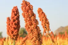 Sorgo sudańskie uprawa