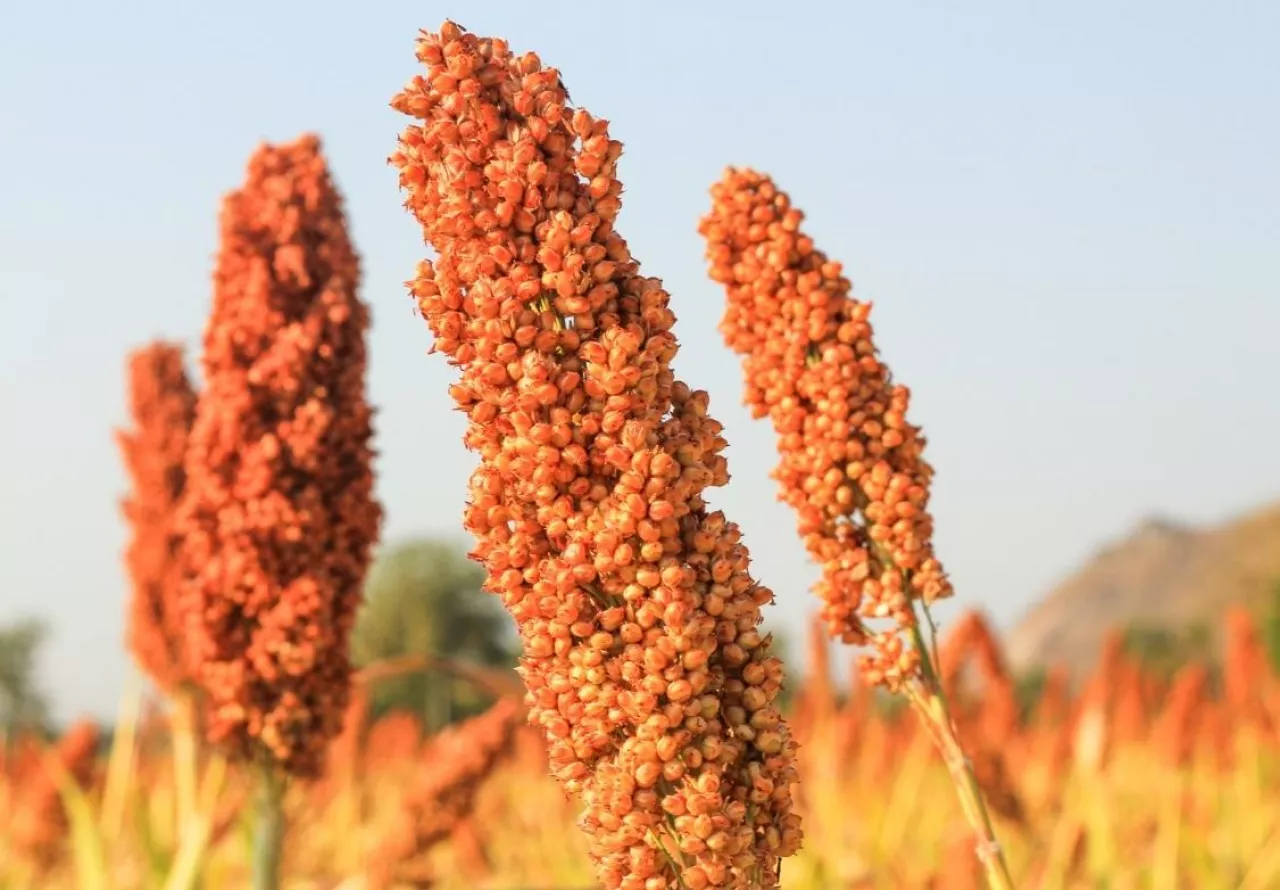 Sorgo sudańskie uprawa