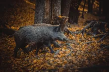 Nowa ubojnia ułatwia sprzedaż tuczników ze strefy ASF. Gdzie ona jest?