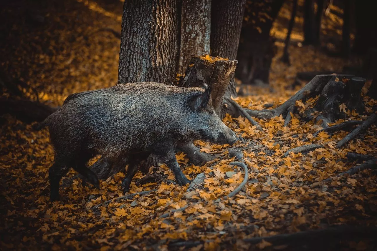 Nowa ubojnia ułatwia sprzedaż tuczników ze strefy ASF. Gdzie ona jest?