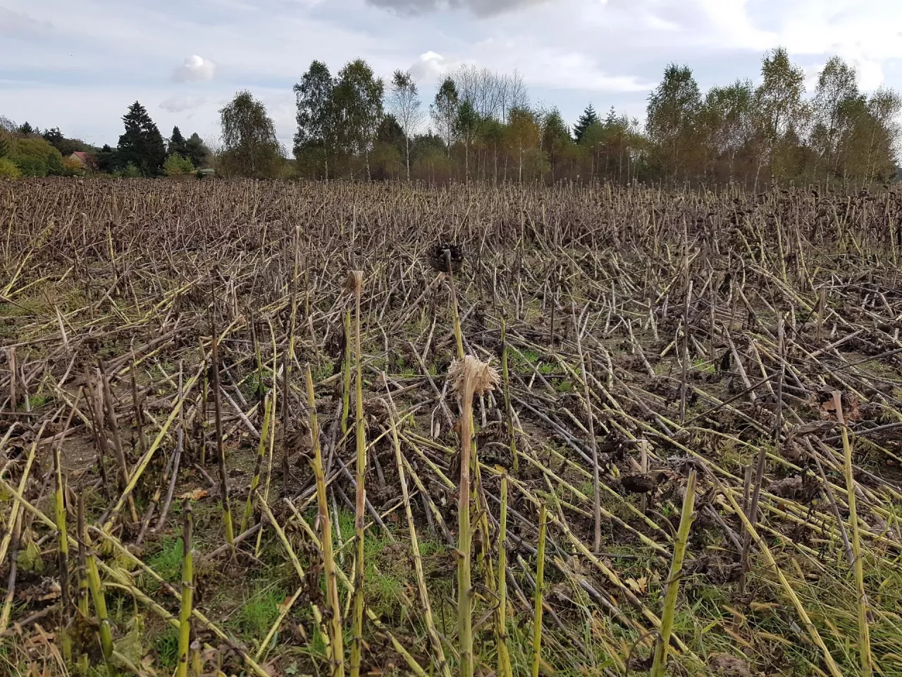 Szkoda huraganowa w słoneczniku