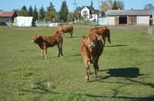 budynek od zewnątrz, wybieg, Mateusz Marciniuk, limousine
