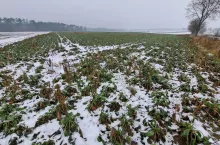 Pogoda dla rolnika! Czy w ostatni weekend listopada będzie padać śnieg?