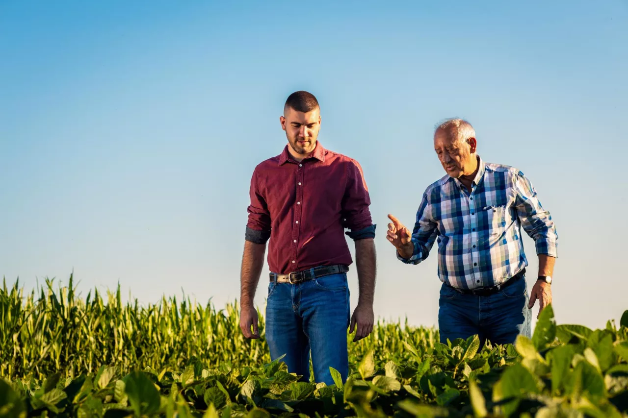 Two farmers walking in a field examining soy crop.