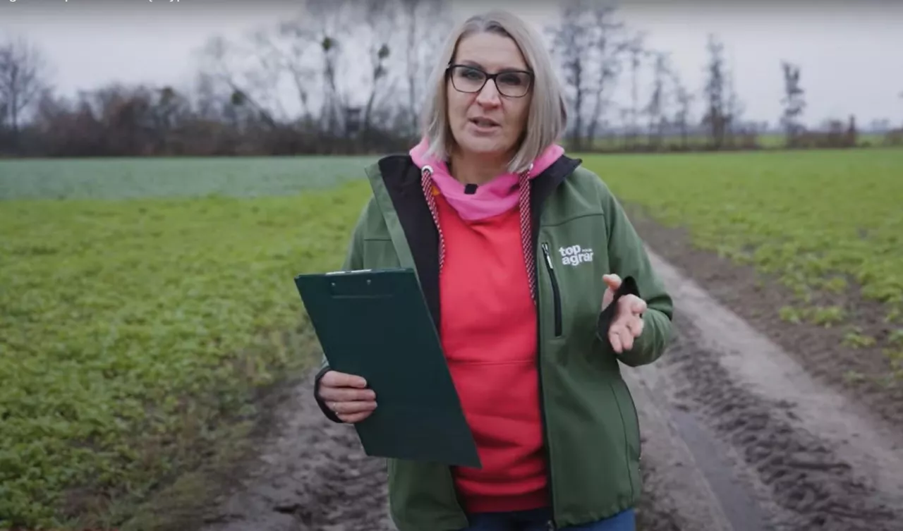 Międzyplony zaczęły cieszyć się w ostatnim czasie ogromną popularnością. I dobrze. Z jednej strony można uzyskać dodatkowy zastrzyk gotówki z Ekoschematu, a z drugiej są także m.in. źródłem składników pokarmowych. Ile jednak ich zostawiają faktycznie na polu? Jak to oszacować?