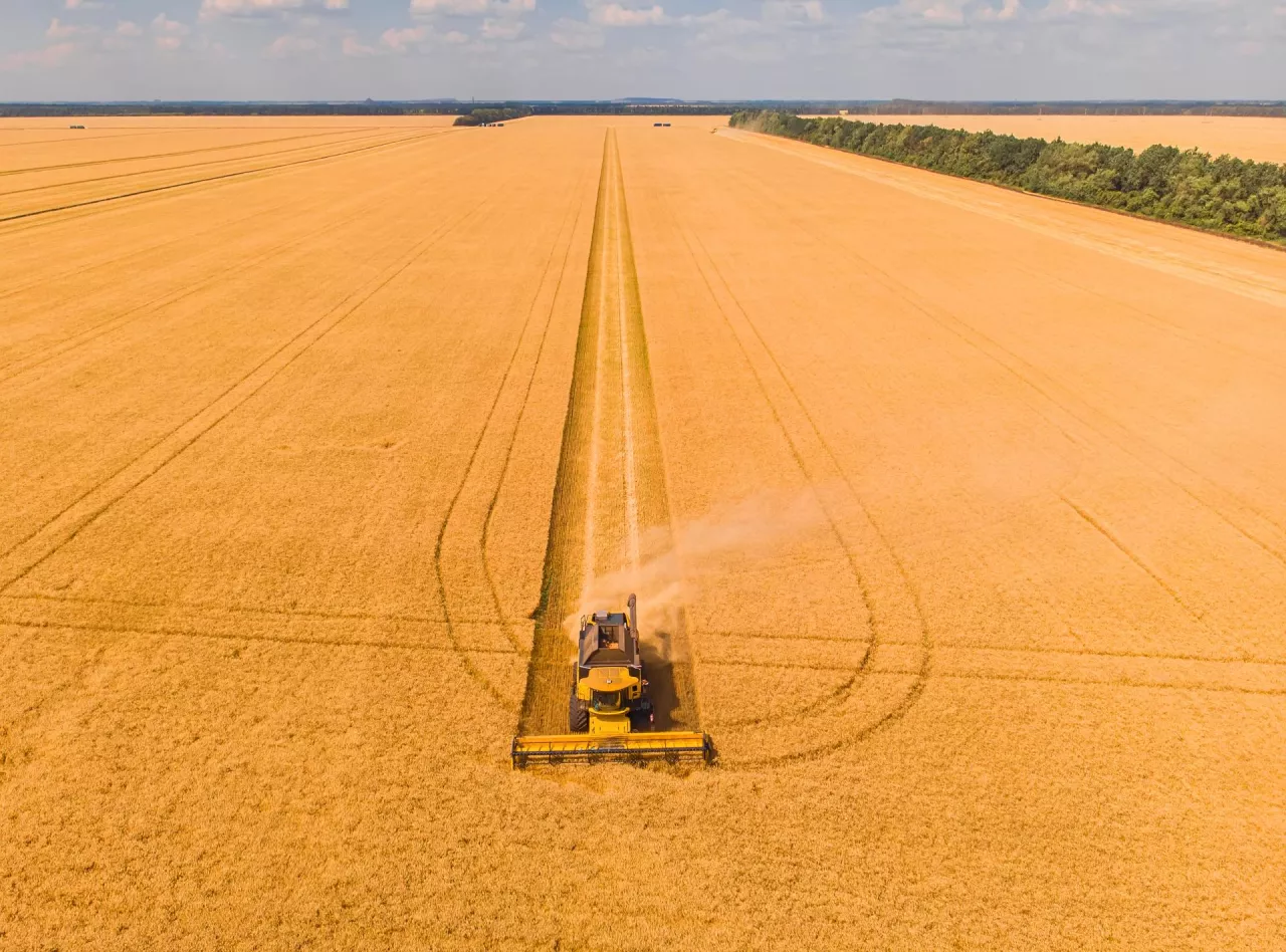 zboże, pole, kombajn, dron