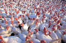 Wirus H5N1 wrócił w grudniu na mapę Polski z trzema nowymi ogniskami.