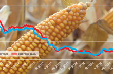Rys. 1. Relacja cen kukurydzy do pszenicy paszowej