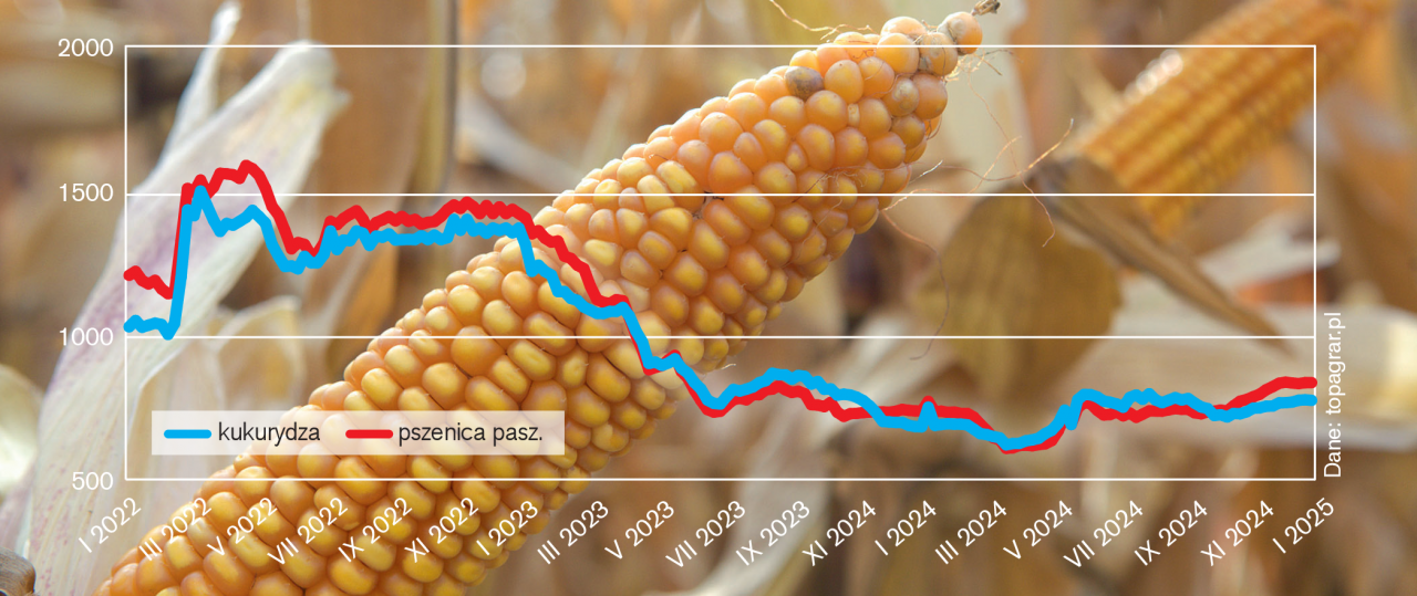 Rys. 1. Relacja cen kukurydzy do pszenicy paszowej