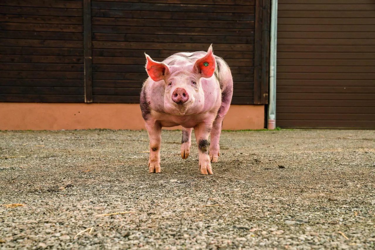 Jak kulturysta: niemieckie ubojnie oczekują obecnie, że dobrze umięśnione piétrain mają osiągać szynkę o masie 19 kg. Jednak szybkie zmiany w celach hodowlanych nie są możliwe. W związku z tym rolnicy nie są pewni, czy ich genetyka spełni nowe wymagania.