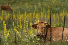 Sytuacja rolnictwa w Niemczech nie jest wesoła. Malejąca liczba gospodarstw, odchodzenie od hodowli zwierząt gospodarskich i wyzwania strukturalne stawiają niemieckich rolników przed ogromnymi trudnościami.