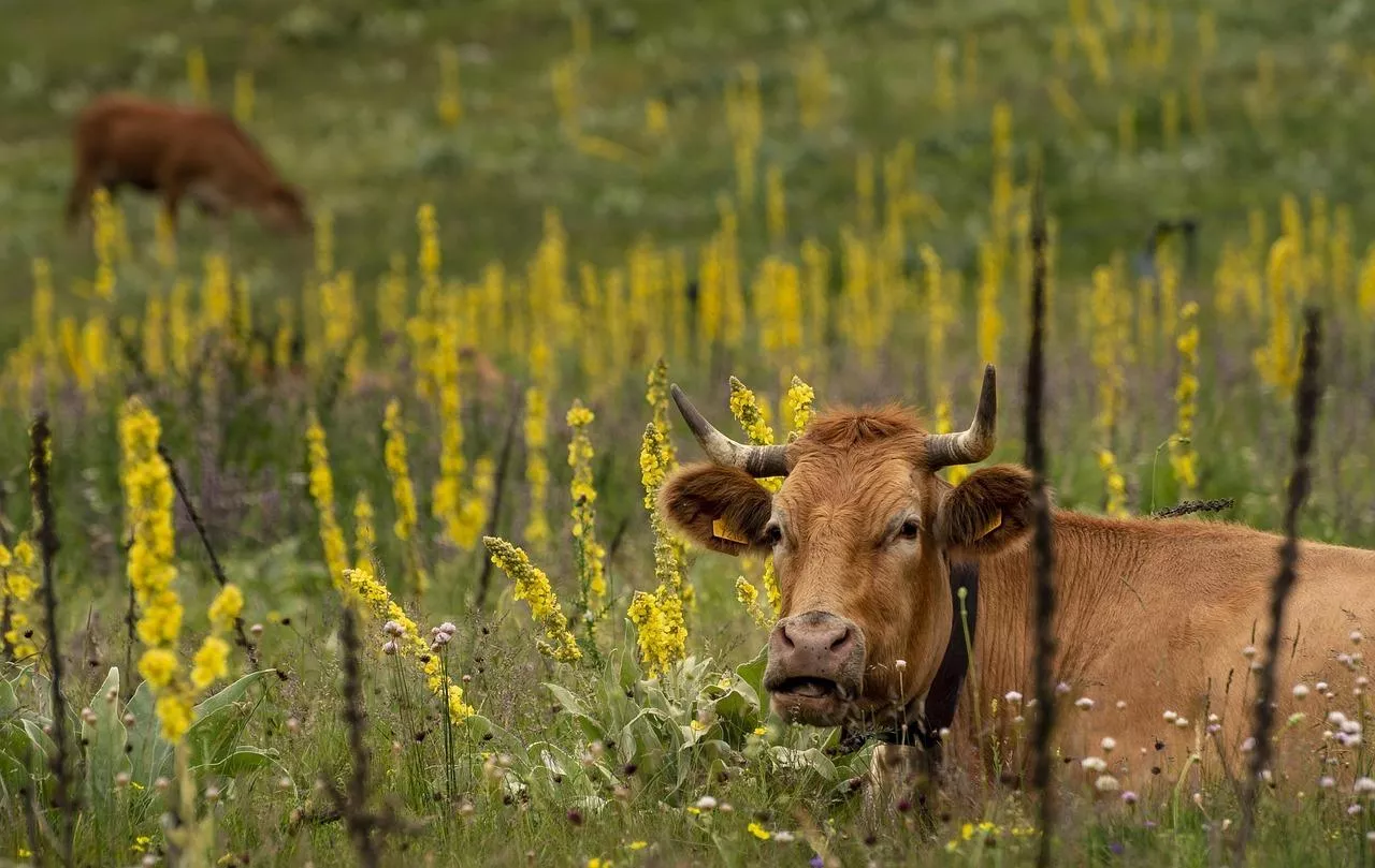 Sytuacja rolnictwa w Niemczech nie jest wesoła. Malejąca liczba gospodarstw, odchodzenie od hodowli zwierząt gospodarskich i wyzwania strukturalne stawiają niemieckich rolników przed ogromnymi trudnościami.