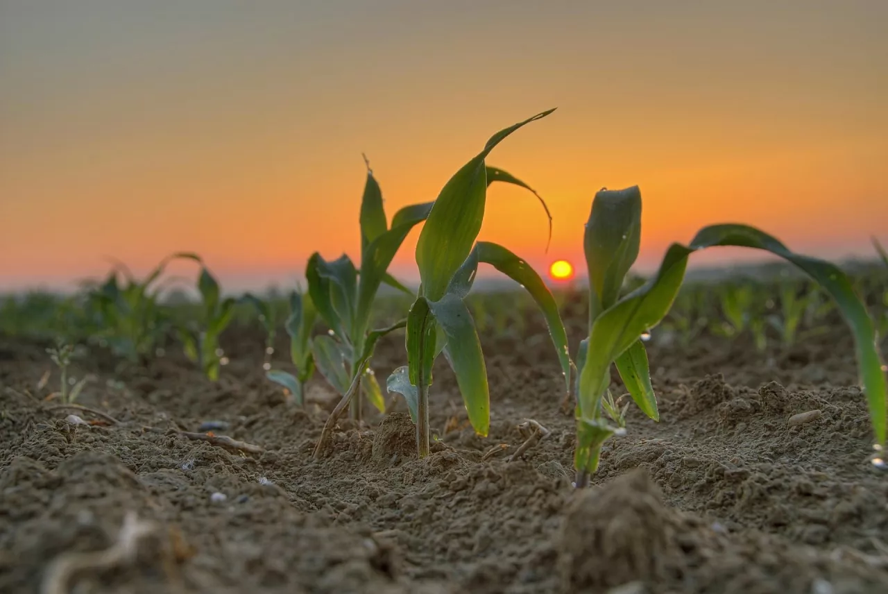 Kukurydza to gatunek, który może związać najwięcej azotu atmosferycznego dzięki bakteriom Methylobacterium symbioticum – w doświadczeniach średnio 70 kg/ha.