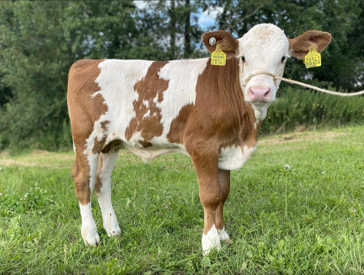 byk rasy simental, rolnictwo, wiadomości rolnicze, zwierzęta, ustawa łańcuchowa, zakaz uwięzi