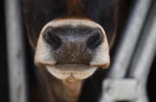 Kolejne ognisko choroby niebieskiego języka. Gdzie tym razem wykryto wirusa?