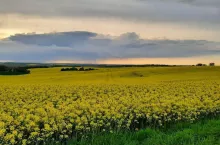 Chmury nad kwitnącym rzepakiem