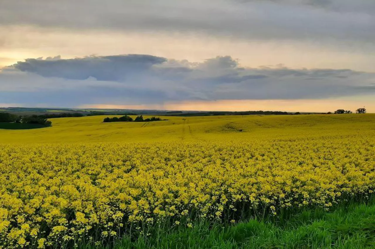 Chmury nad kwitnącym rzepakiem