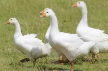 gęsi na polu, szkody wyrządzone przez ptactwo