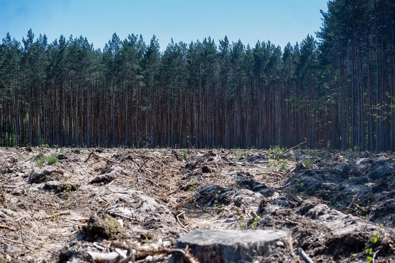 Unia chce powstrzymać wylesianie, ale Brazylia się buntuje. Europejscy rolnicy też mają wątpliwości – czy EUDR faktycznie ochroni lasy, czy jedynie uderzy w rolnictwo?